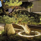 Bonsai tree in a pot on a wooden deck with a stone base
